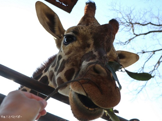 とべ動物園:キリン
