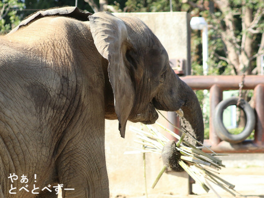 とべ動物園ブログ:砥愛、ララ、イオ、フー、ウララ、ルビー