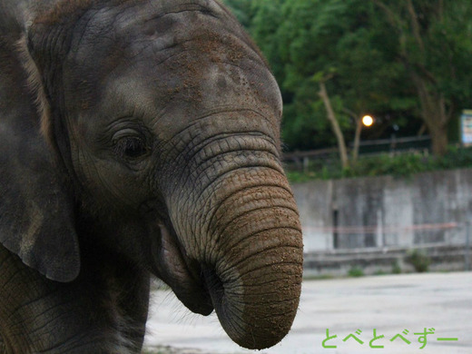 日本で唯一アフリカゾウの親子が暮らす、とべ動物園