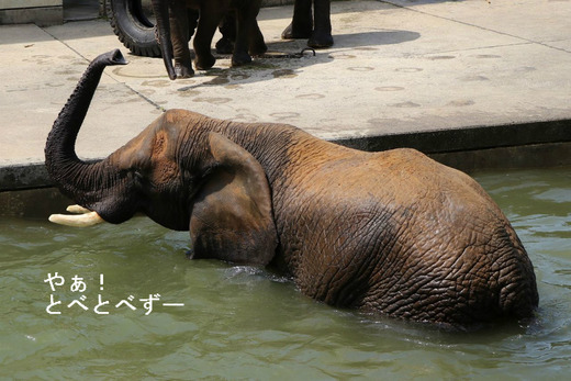 とべ動物園ブログ：リカ、ピース、柑太郎、砥々丸