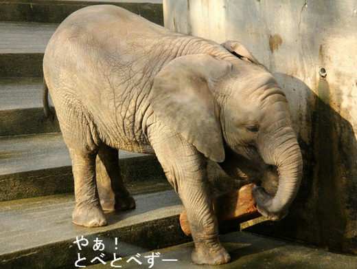 とべ動物園アフリカゾウの子象の砥愛ちゃん（メス、２歳）