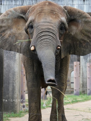 とべ動物園アフリカゾウのブログ：やぁ！とべとべずー