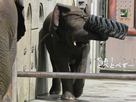 とべ動物園:砥愛、ピース、ティア、柑太郎