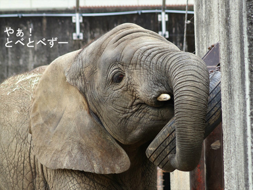 とべ動物園アフリカゾウのブログ:やぁ!とべとべずー