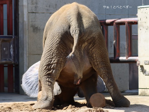 とべ動物園アフリカゾウ：アフ、リカ、媛、砥夢、砥愛