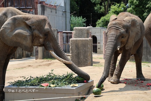 日本で唯一アフリカゾウの家族が暮らす愛媛とべ動物園