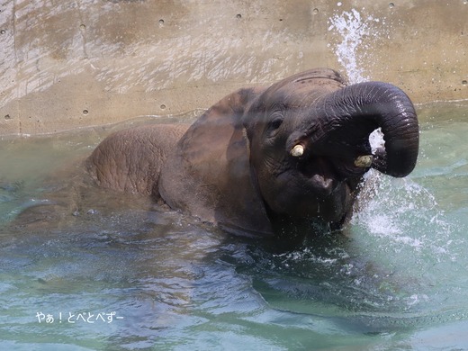 とべ動物園ブログ:やぁ!とべとべずー