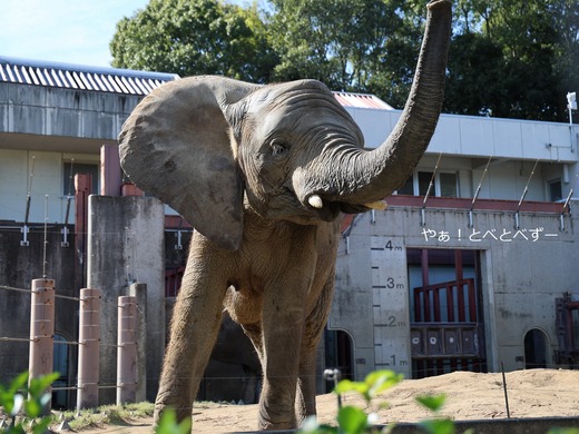 とべ動物園アフリカゾウのブログ:やぁ!とべとべずー