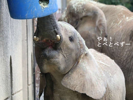 とべ動物園アフリカゾウのブログ：やぁ！とべとべずー