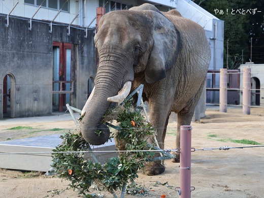 とべ動物園アフリカゾウ：リカ（メス、推定４０歳）