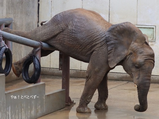 日本で最年少のアフリカゾウ:砥愛ちゃん@とべ動物園