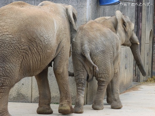 アフリカゾウ、アジアゾウ大好きブログ：やぁ！とべとべずー