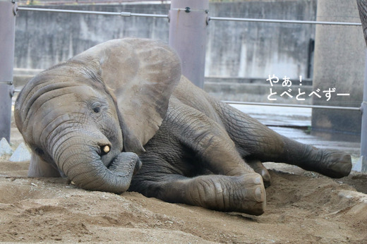 とべ動物園アフリカゾウ:アフ、リカ、媛、砥夢、砥愛
