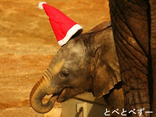 とべ動物園のクリスマス