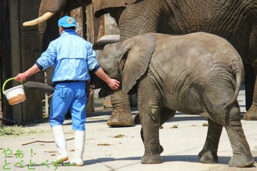 アフリカゾウの訓練の様子(愛媛とべ動物園)