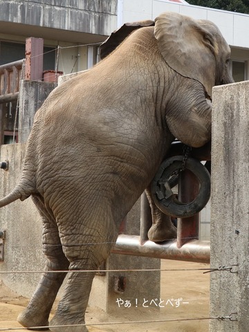 とべ動物園アフリカゾウのブログ:やぁ!とべとべずー