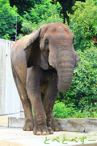 とべ動物園ブログ『やぁ！とべとべずー与える』