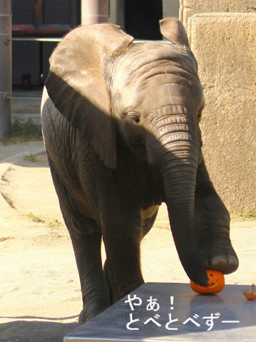 とべ動物園アフリカゾウのブログ:やぁ!とべとべずー、砥愛ちゃん