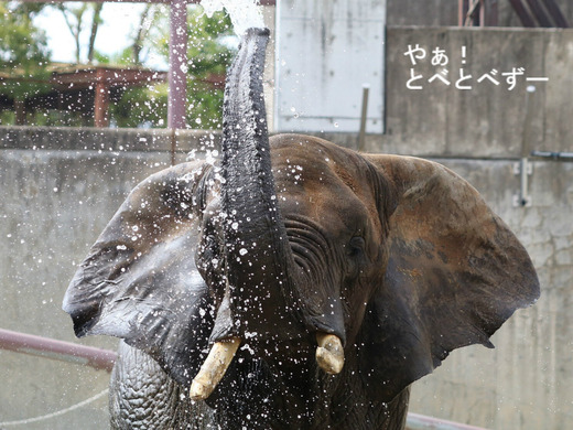 日本で唯一アフリカゾウの子象が見らえる愛媛とべ動物園