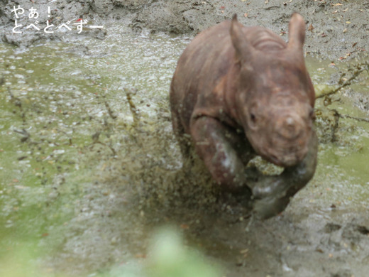 ヒガシクロサイの赤ちゃんがカワイイ♪