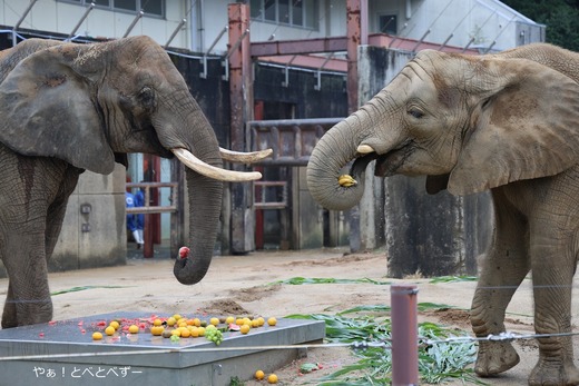 アフリカゾウの親子：リカ母さんと末娘の砥愛