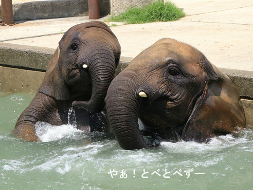 日本で初めて人工哺育で育ったアフリカゾウの媛ちゃん（11歳）