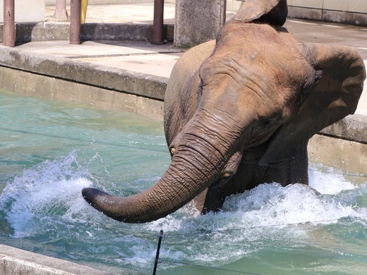 日本で初めて人工哺育で育った媛ちゃん:愛媛とべ動物園