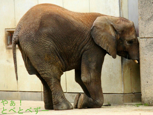 愛媛とべ動物園アフリカゾウ:媛(長女)