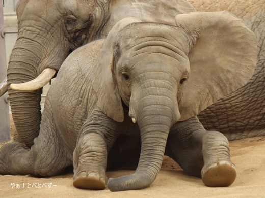アフリカゾウ、アジアゾウ大好きブログ：やぁ！とべとべずー