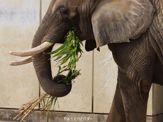とべ動物園ブログ:やぁ!とべとべずー