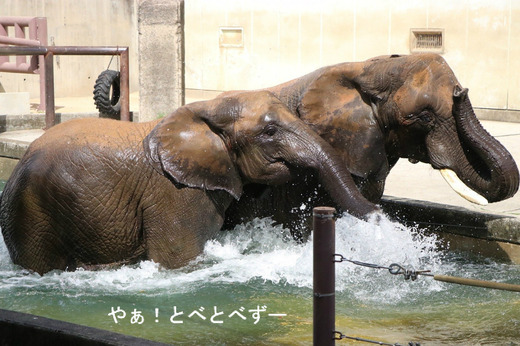 日本で唯一血縁関係のあるアフリカゾウが暮らす愛媛とべ動物園
