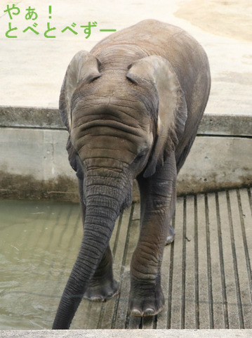 プールで遊ぶアフリカゾウの子象の砥愛ちゃん