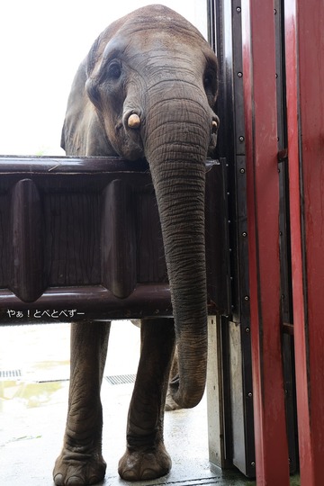 アフリカゾウ、アジアゾウ大好きブログ：やぁ！とべとべずー