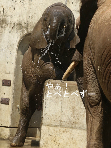 とべ動物園ブログ:ゾウ、ホッキョクグマ、ライオン、サーバル