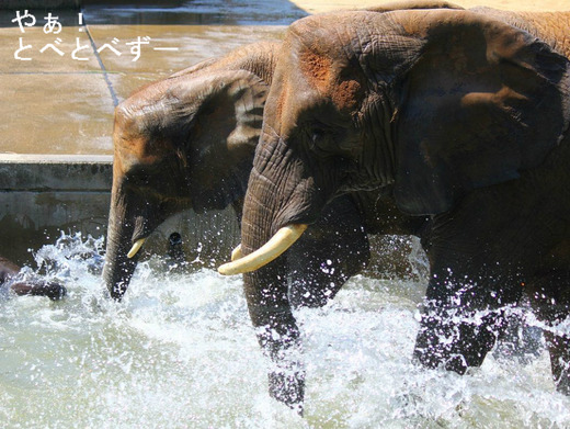とべ動物園アフリカゾウのブログ:やぁ!とべとべずー