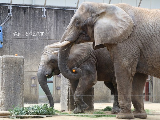 とべ動物園アフリカゾウ：リカ母さん（メス、推定３４歳）