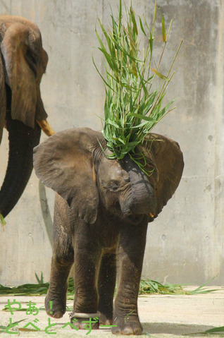 モヒカン頭のアフリカゾウの砥愛ちゃん