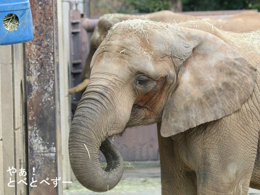 アフリカゾウ、アジアゾウ大好きブログ：やぁ！とべとべずー