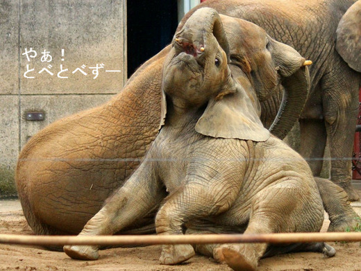 アフリカゾウの仔象の砥愛（とあ）ちゃん、メス、２歳