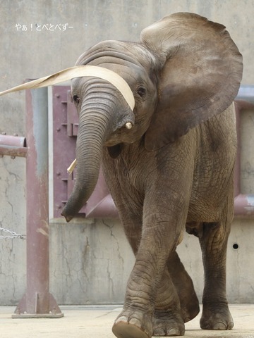 とべ動物園アフリカゾウ：砥愛ちゃん（メス、７歳）
