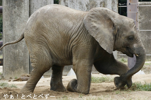 とべ動物園ブログ:ゾウ、ホッキョクグマ、レッサーパンダ、ライオン