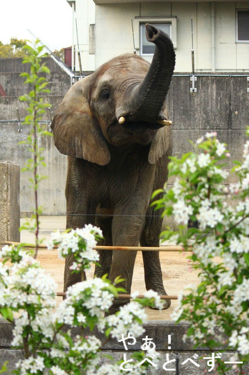 姫リンゴの花と8歳の媛ちゃん