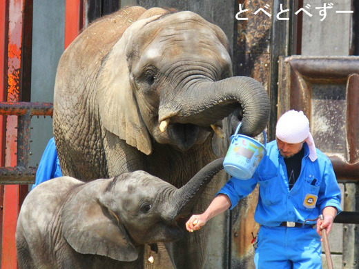 飼育員が憧れる飼育員第一位：椎名修さん（愛媛県立とべ動物園）
