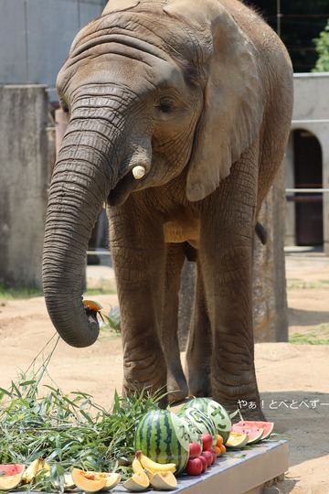 とべ動物園アフリカゾウのブログ：やぁ！とべとべずー