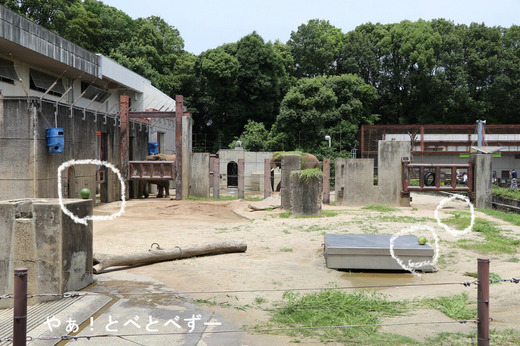 とべ動物園アフリカゾウ舎の様子