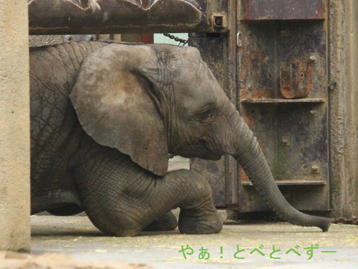 とべ動物園アフリカゾウの子象の砥愛（とあ）