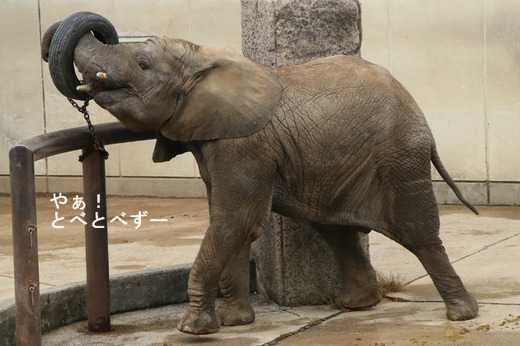 とべ動物園アフリカゾウのブログ:やぁ!とべとべずー