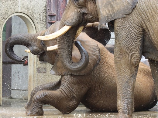 日本で唯一アフリカゾウの親子が暮らす愛媛県立とべ動物園