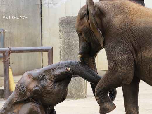 アフリカゾウ、マルミミゾウ大好きブログ:やぁ!とべとべずー
