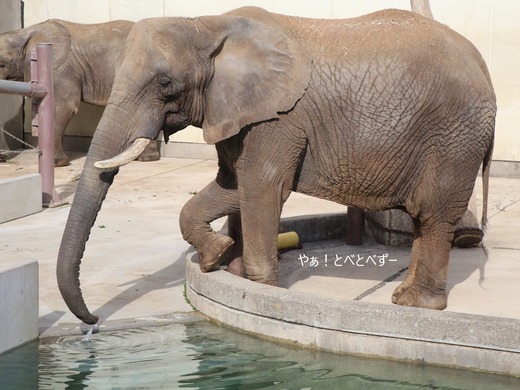 とべ動物園アフリカゾウ：リカ母さん（メス、推定３５歳）